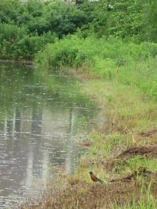 Robin in the Rain