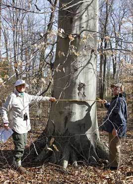 34-inch Beech