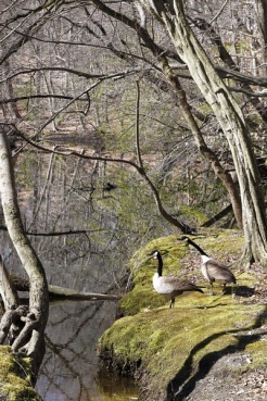 Canada Geese