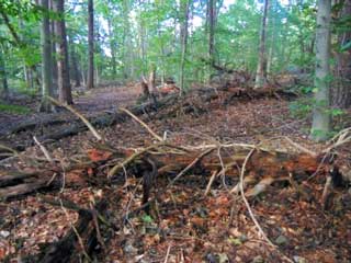 Fallen Virginia Pine