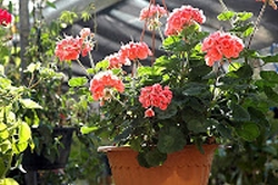 Geraniums in the Hadden Greenhouse