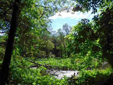 Hedgerow Seepage Swale