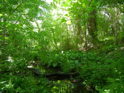 Hedgerow Seepage Swale