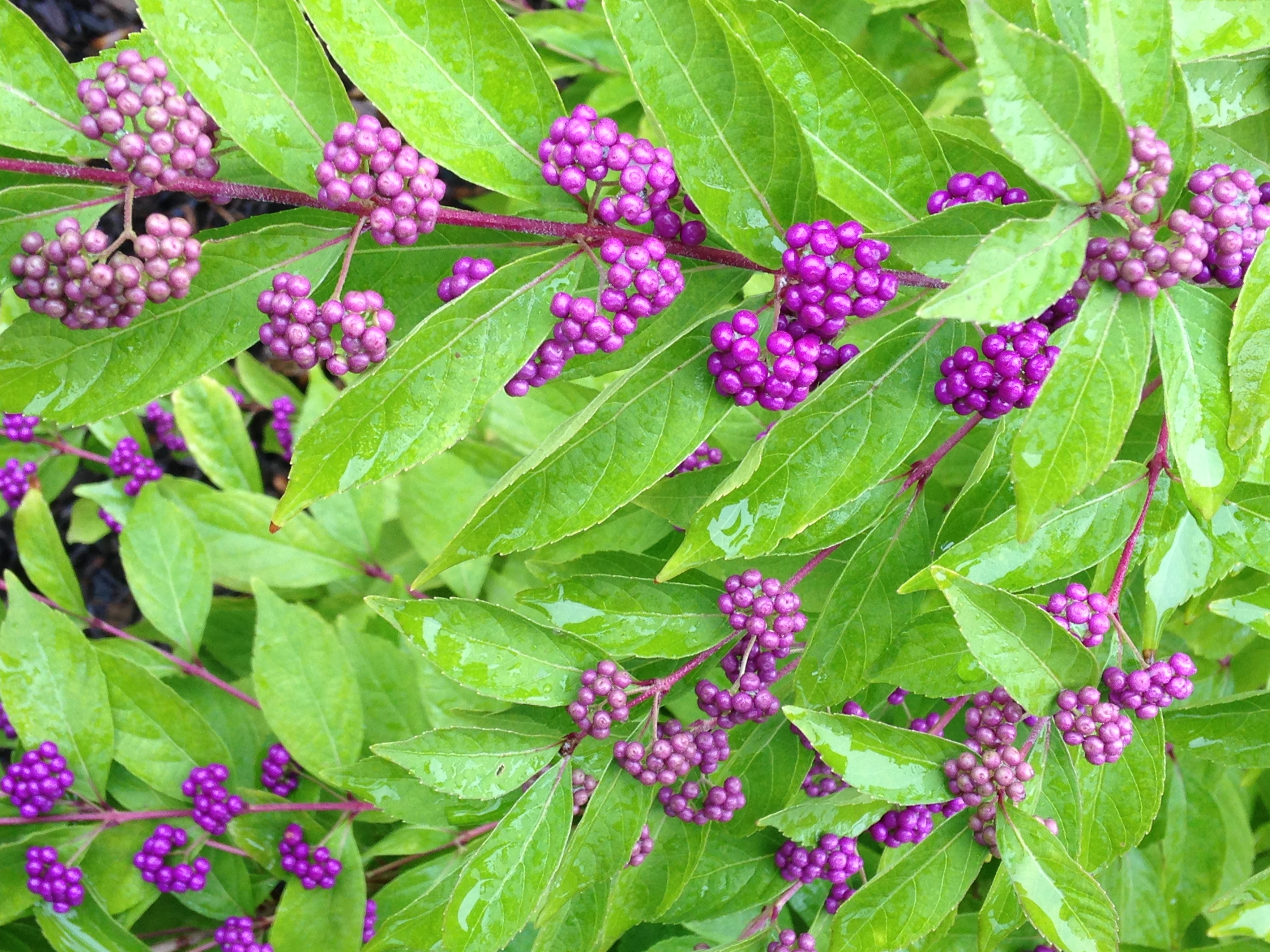 Beauty berry plant information