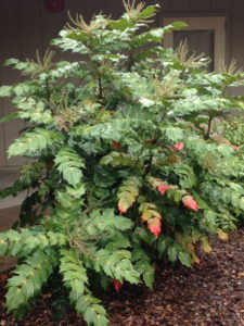 Mahonia shrub