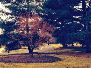 Japanese Cutleaf Maple