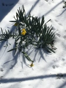 flower in the snow