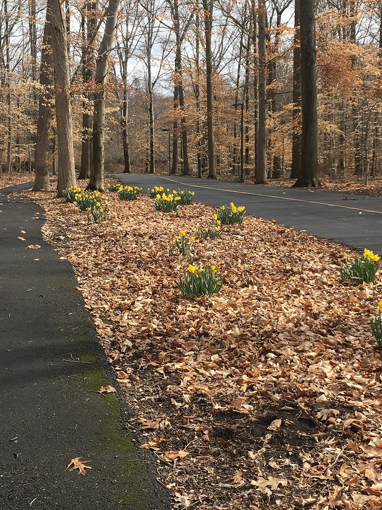 April 8, 2018 – Daffodils – Barton Arboretum And Nature Preserve