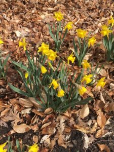 daffodils
