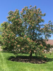 Horsechestnut