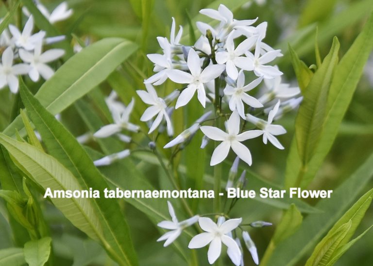 Amsonia tabernaemontana - Blue Star Flower