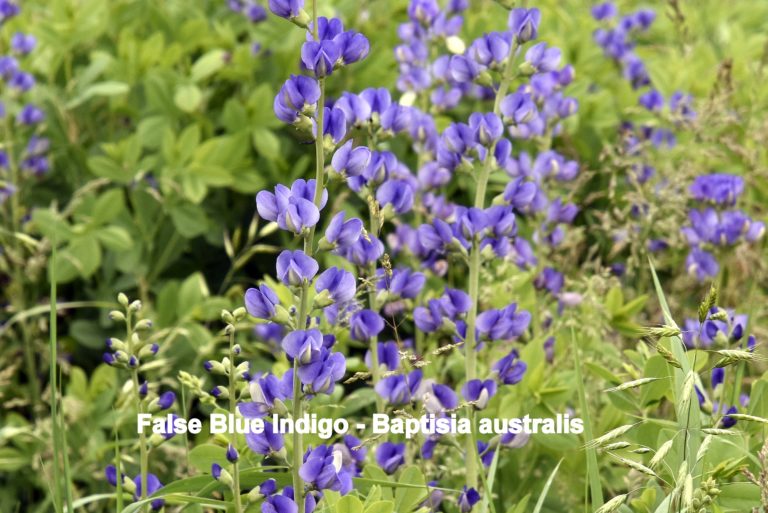 False Blue Indigo - Baptisia australis