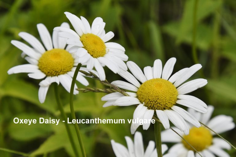 Oxeye Daisy - Leucanthemum vulgare