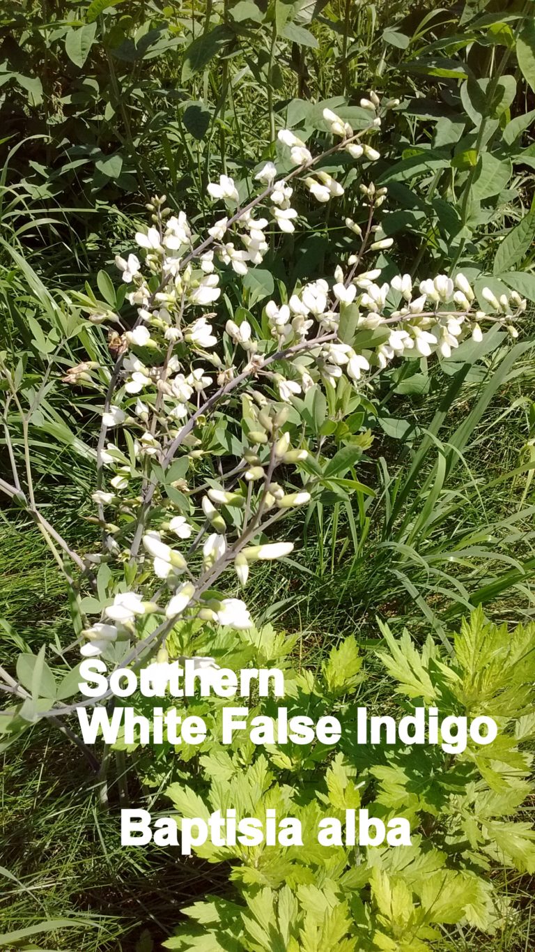 Southern White False Indigo - Baptisia alba