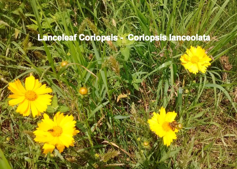 Lanceleaf Coriopsis - Coriopsis lanceolate