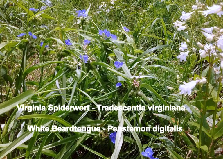 Virginia Spiderwort - Tradescantia virginiana & White Beardtongue - Penstemon digitalis