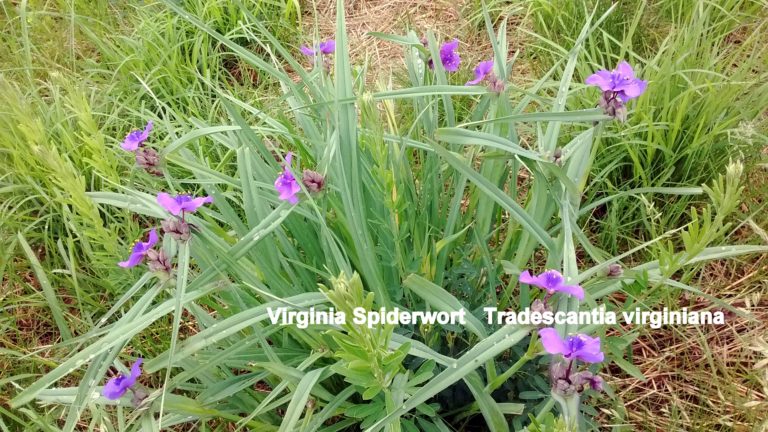 Virginia Spiderwort - Tradescantia virginiana