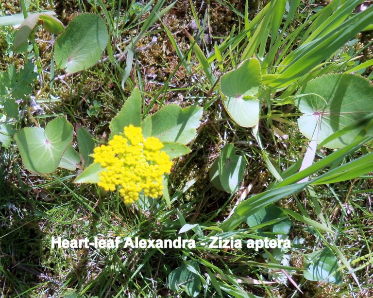 Heart-leaf Golden Alexander - Zizia aptera