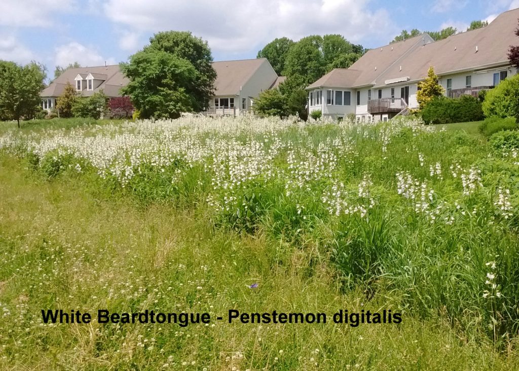 White Beardtongue - Penstemon digitalis