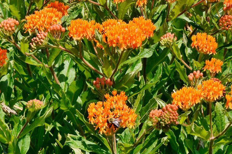 Butterfly Weed