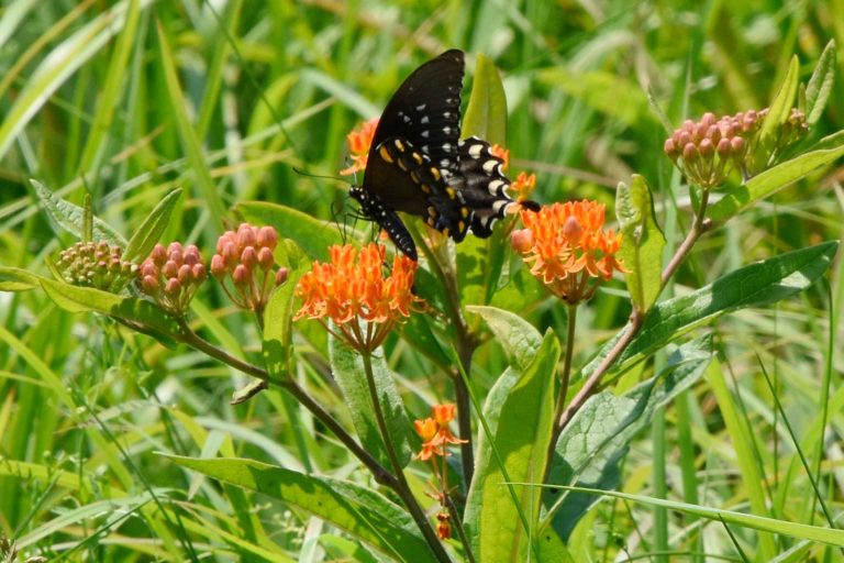 Butterfly Weed