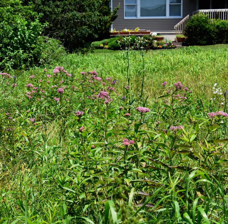 Swamp Milkweed