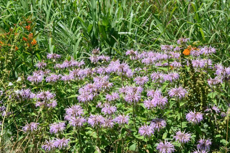 Wild Bergamot