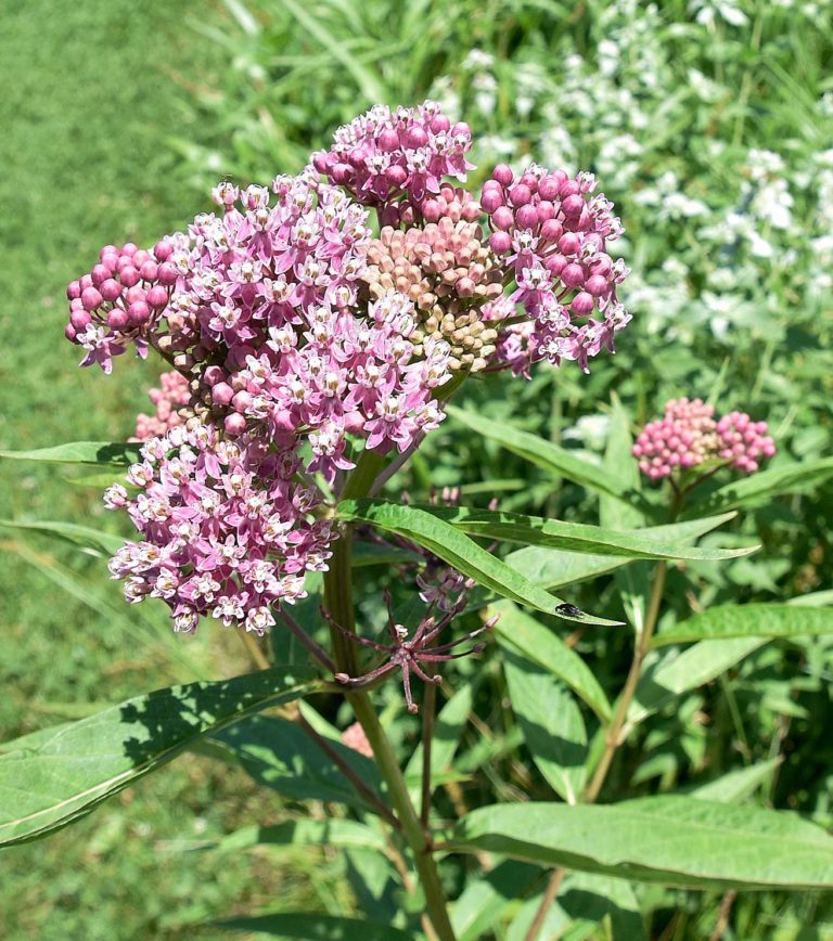 Swamp Milkweed