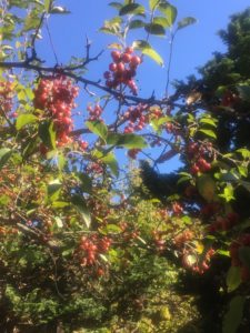 Crabapple fruit