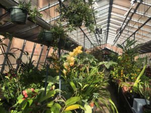 Haddon Greenhouse