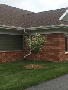 New Tree