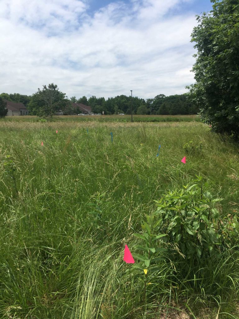 Medford campus meadow