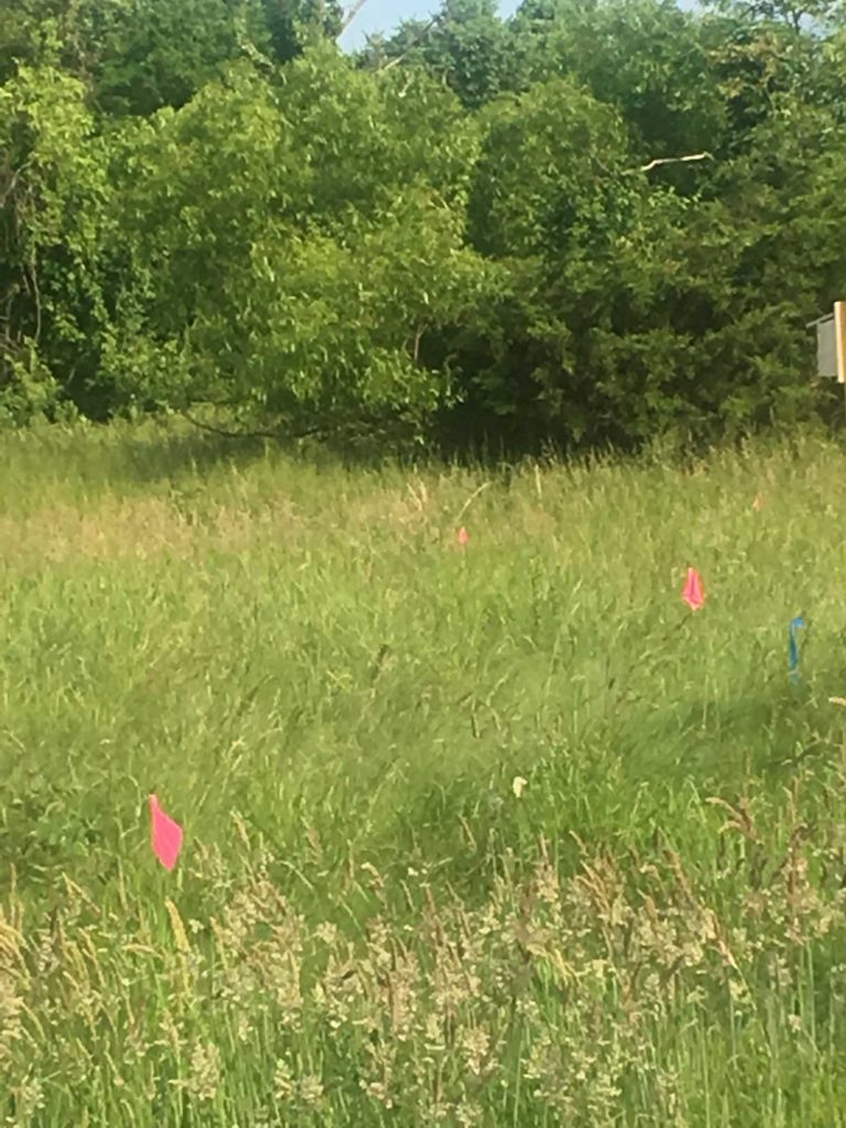 Medford campus meadow