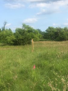 Medford campus meadow