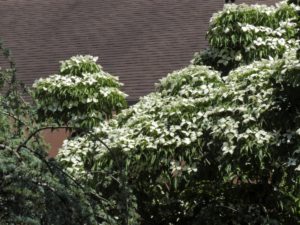 Kousa Dogwood