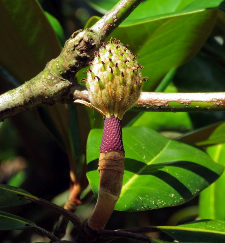 Southern Magnolia