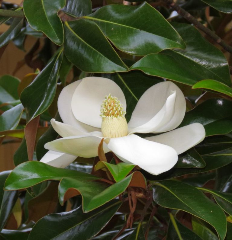 Southern Magnolia