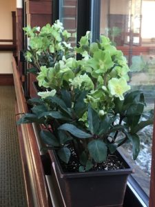 Indoor Plantings