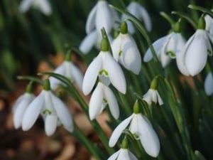 Snowdrops