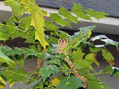 Leatherleaf Mahonia