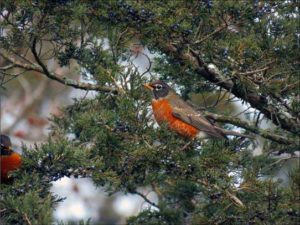 Robins