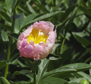 Peony
