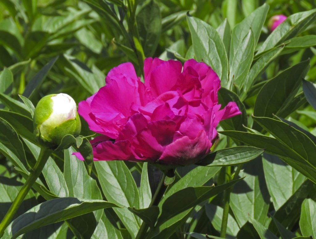 Peony