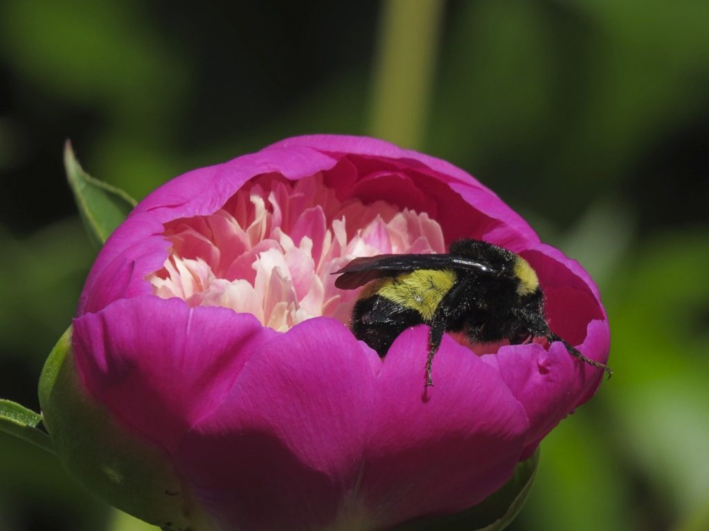 Peony with bee
