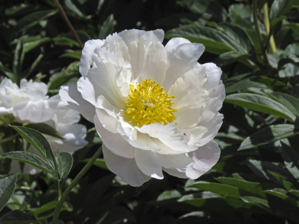 Peony