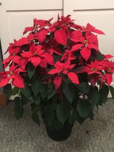Pointsettia