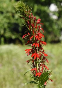 Cardinal Flower at Lumberton Meadow