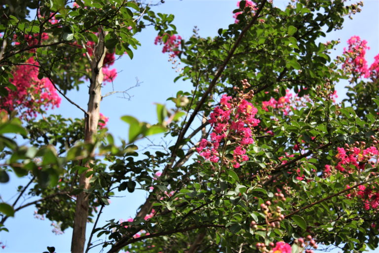 Crape Myrtle