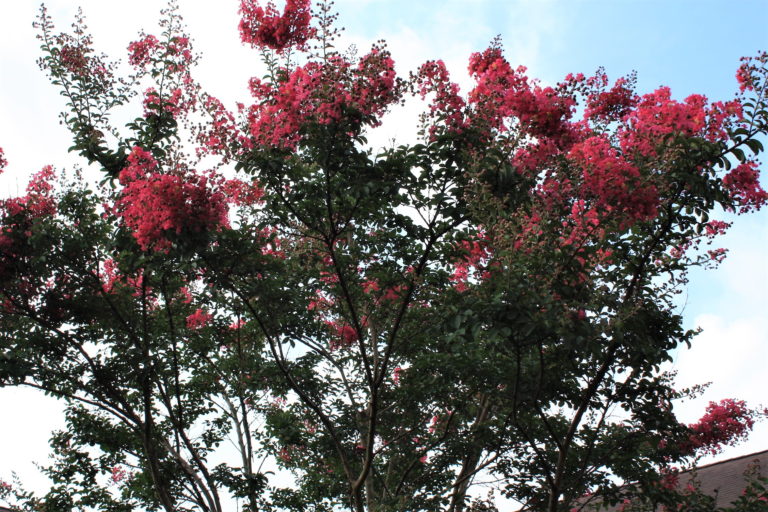 Crape Myrtle