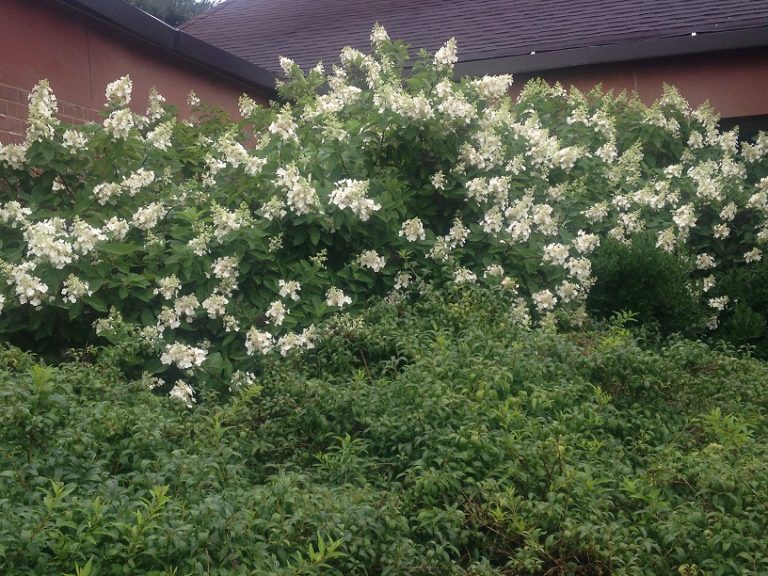 Flowering shrub
